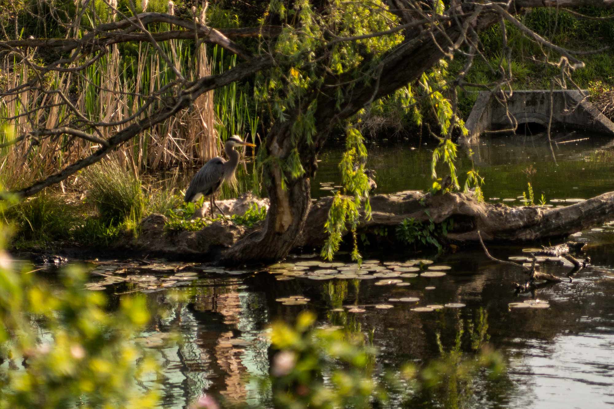 Lake Union Park crane on old willow tree - Photo by TIA International Photography