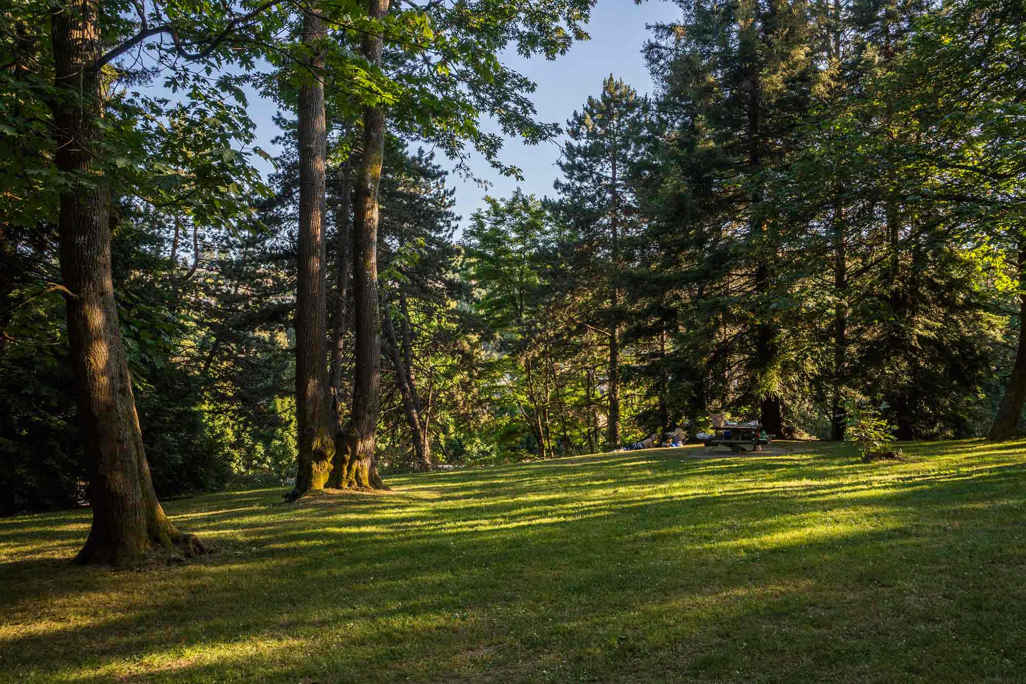 Matthews Beach Park trees - Photo by TIA International Photorgraphy