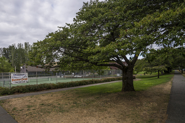 Montlake fence and trees