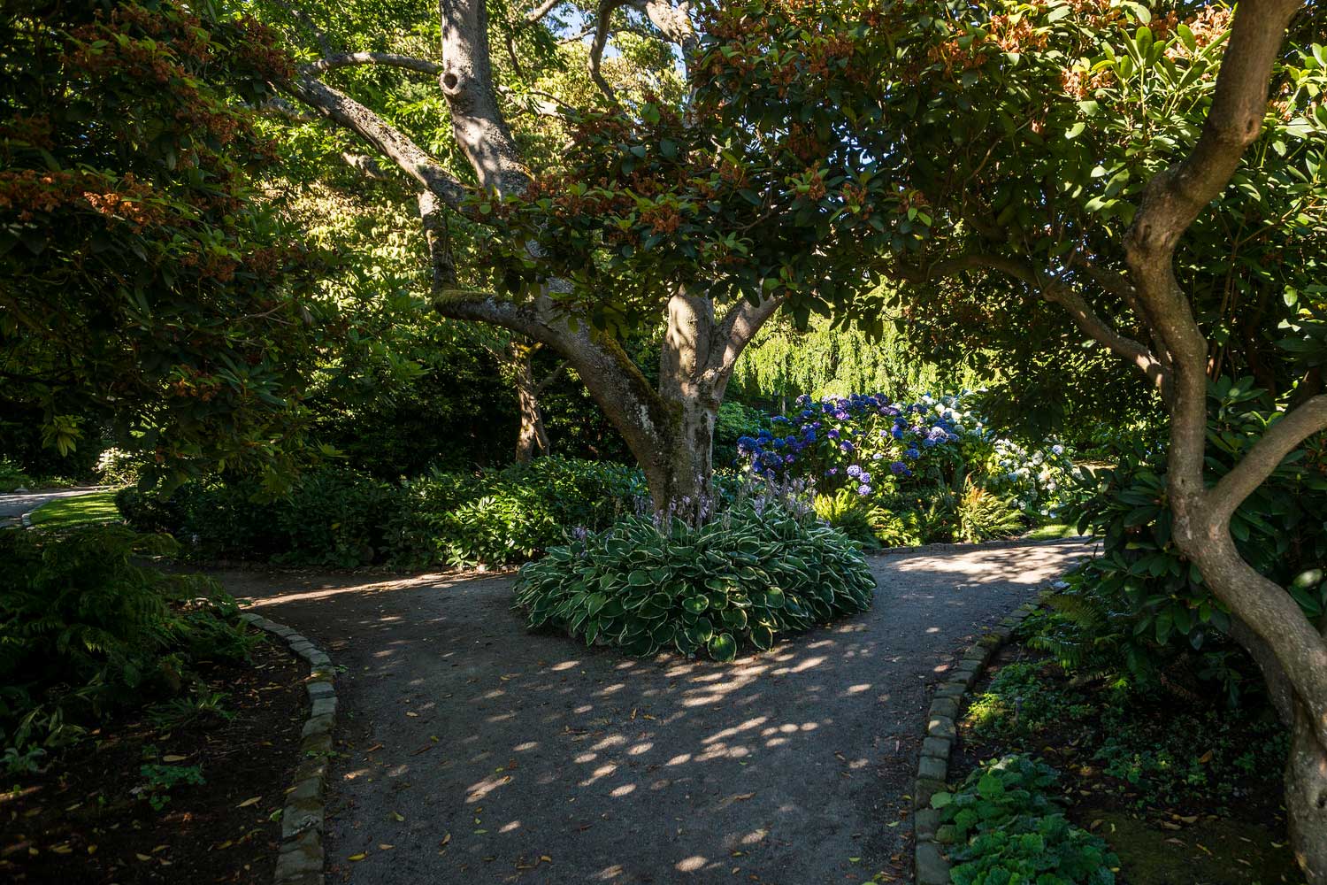 Path with trees at Parsons Gardens - photo by TIA International Photography