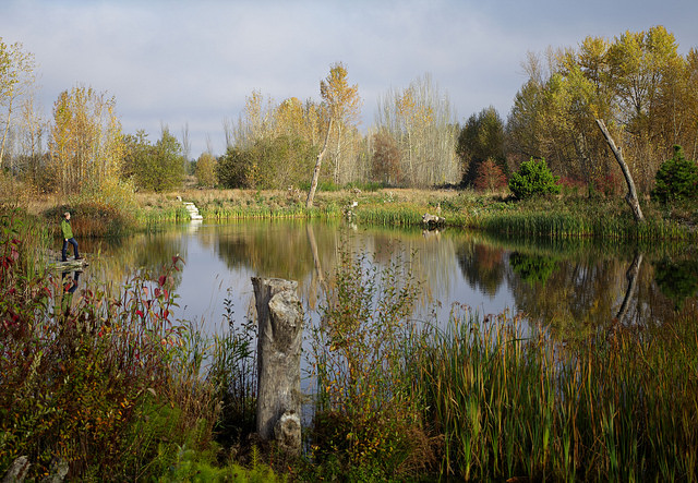Magnuson Park Wetlands