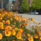 Golden marigold flowers blooming in the median.   